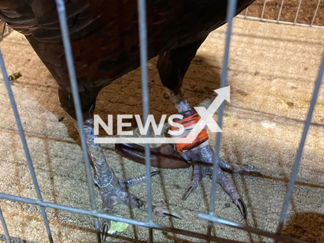 Photo shows an  injured rooster, in an undated photo. Police raided a cockfighting event   Friday, Aug. 5, 2022, in Jurupa Valley, California USA.
Note: Licensed photo.  (Riverside County Department of Animal Services/Newsflash)