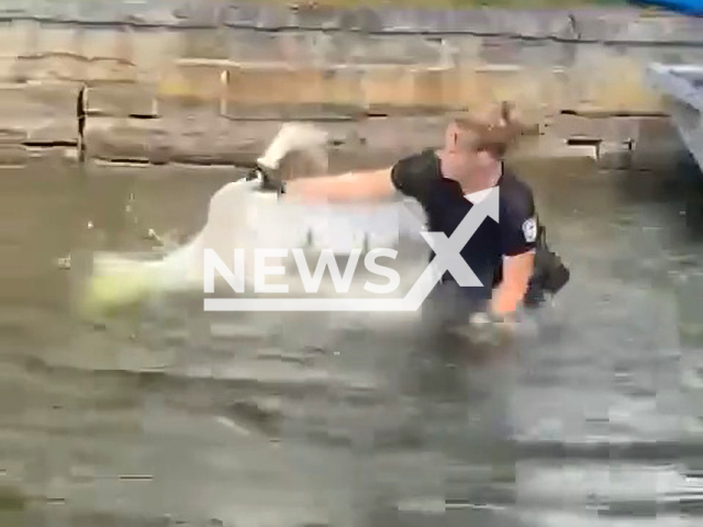 Animal control officer rescuing a swan Nabnasset Lake, Westford, Massachusetts, USA, undated. The swan was tangled in fishing line. Note: Picture is a screenshot from a video (Westford Police Department/Newsflash)