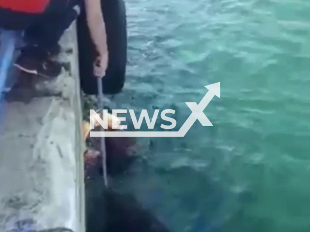 Firefighters rescue a cat that fell into the sea in Kocaeli, Turkey, in undated footage. The cat ran to the street seconds after being brought out of the sea. Note: Photo is a screenshot from the video (@kbbitfaiye/Newsflash)