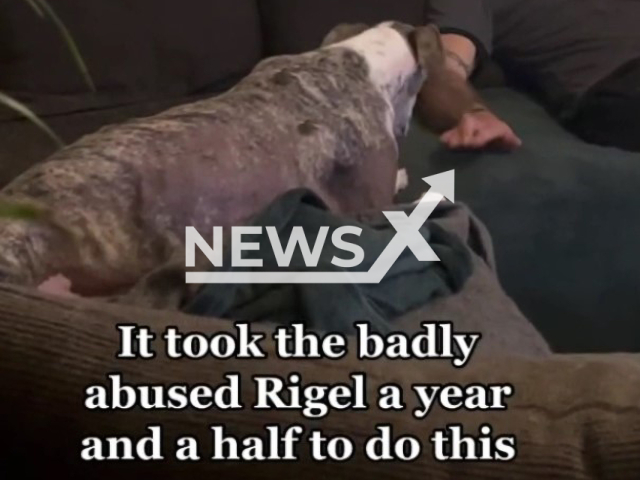 Spanish Greyhound, Rigel, finally feels comfortable around his owner's partner after a year and a half, in their home in Helsinki, Finland, on Friday, Aug. 5, 2022. The owner has estimated Rigel's age to be around 2 years since he is still very puppy-like. Note: Photo is a screenshot from the video (@yourdailyishtar/Newsflash)