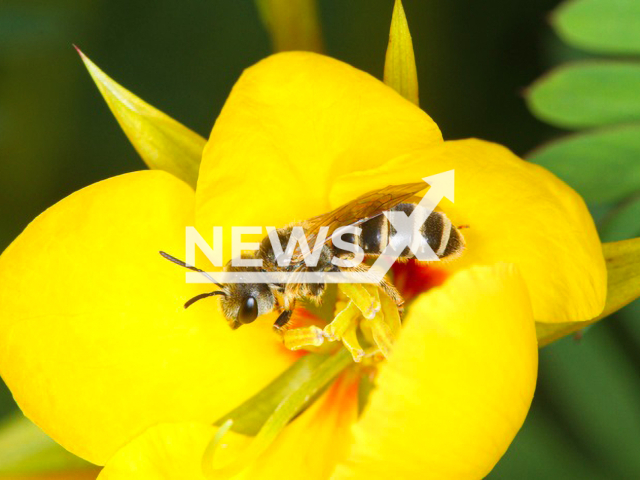 A bee of the genus Ceratina on a plant of the genus Ipomoea (morning glory).Note: Photo from press statment. (Joe Zientek/Newsflash)