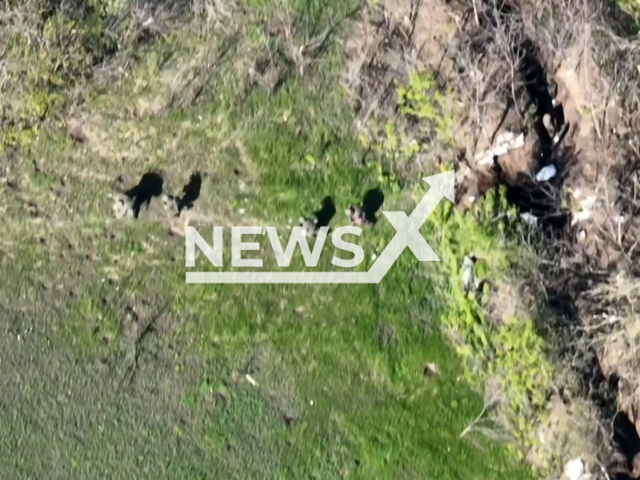 The Russian soldiers leave the trench before being attacked by the artillery from the 24th separate mechanized brigade in Ukraine in undated footage.
The 24th separate mechanized brigade named after King Danylo is a military unit of mechanized troops as part of the Ground Forces of the Armed Forces of Ukraine based in Yavoriv , ​​Lviv region.
Note: Picture is a screenshot from a video (@24th.brigade/Newsflash)