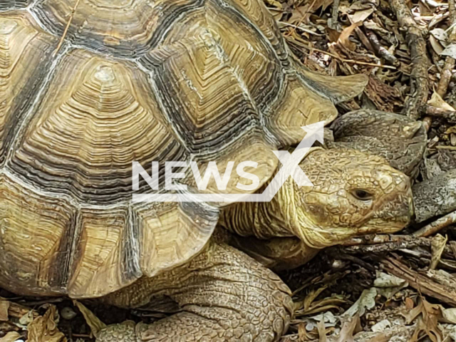 Walter O’Hare, an African Spurred Tortoise (Centrochelys sulcata), at a park in San Antonio, Texas, USA, undated. He was found walking in the park and rescued by animal control.

Note: Photo is from City of San Antonio Animal Care Services. (@SanAntonioACS/Newsflash)