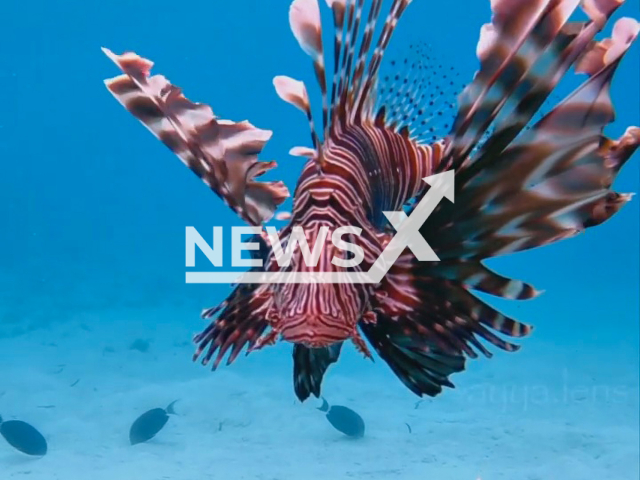 Lionfish poses for a close up, off the beach, at the lagoon of Maafushi Island, in 2022. Lionfish are known to use their large pectoral fins to corner their prey. Note: Picture is a screenshot from a video (@ayya.lens/Newsflash)