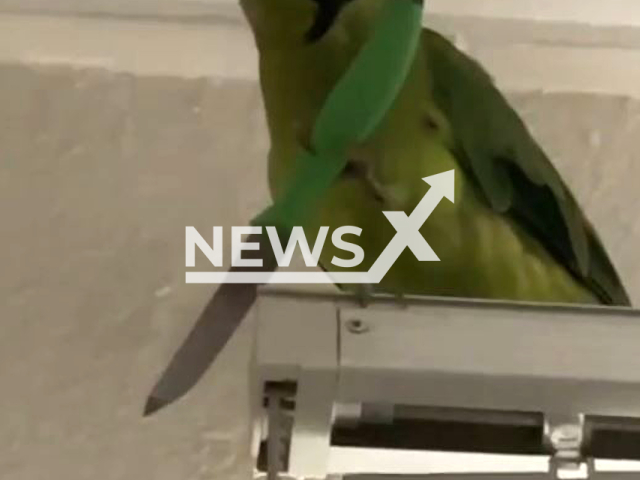 Parrot pet, Cookie, holds a knife, on March 15, 2022, in Jeddah, Saudi Arabia. Cookie is about 2 and a half years old. Note: This picture is a screenshot from the video (@shahnaz8815/Newsflash).