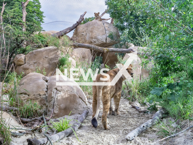 Image shows the lion enclosure in the Vienna Zoo in Austria in an undated photo. It was modernised with a new rocky landscape in August, 2022. Note: Licensed content. (Daniel Zupanc/Newsflash)