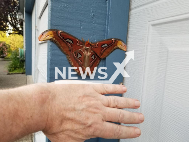 The atlas moth found on a garage  compared to a man's hand, in Bellvue, Washington, USA, undated. USDA’s Animal and Plant Health Investigation Service confirmed the specimen as an atlas moth on July 27, 2022.
Note: Photo provided by WSDA. (WSDA/Newsflash)