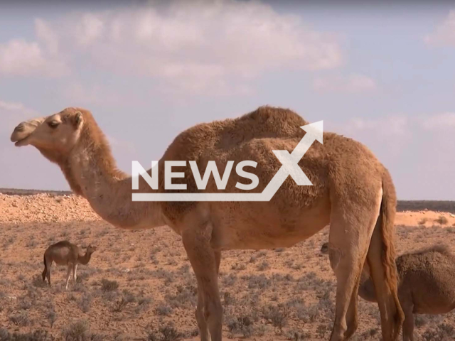 Illustrative image of camels, undated photo. A team of microbiologists from Amsterdam UMC and the University of Amsterdam say camel faeces is not a cure for diarrhoea. Note: Picture is a screenshot from a video (Newsflash)