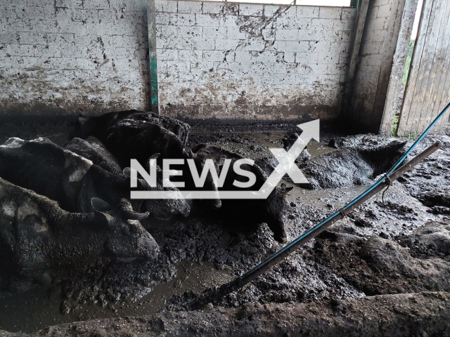 Photo shows scenes from a farm in Masuria, Poland, where cows were saved from dying in their own dung, undated photo. The animal rescue service spotted the farm on Friday, Aug. 19, 2022. Note: Photo from animal rescue service  (@inspektorat.otozanimals.dzialdowo/Newsflash)