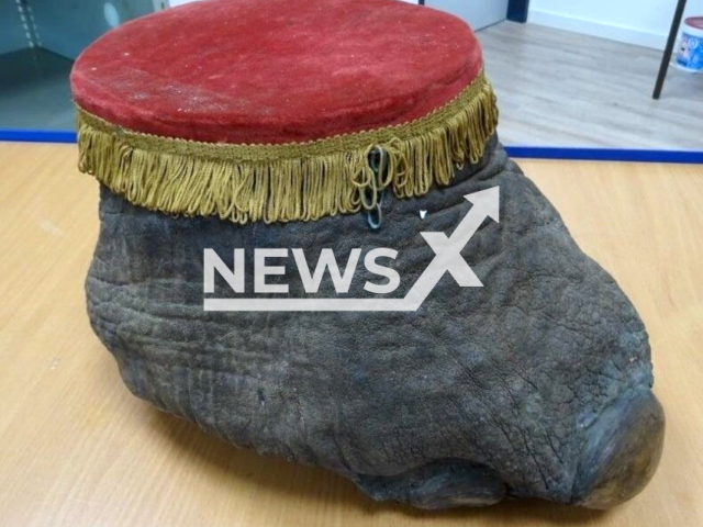 Picture shows elephant's foot seized by customs in Weil am Rhein, Germany, undated. The package from Great Britain should have reached a recipient in Switzerland. Note: Licensed photo. (Hauptzollamt Lörrach/Newsflash)