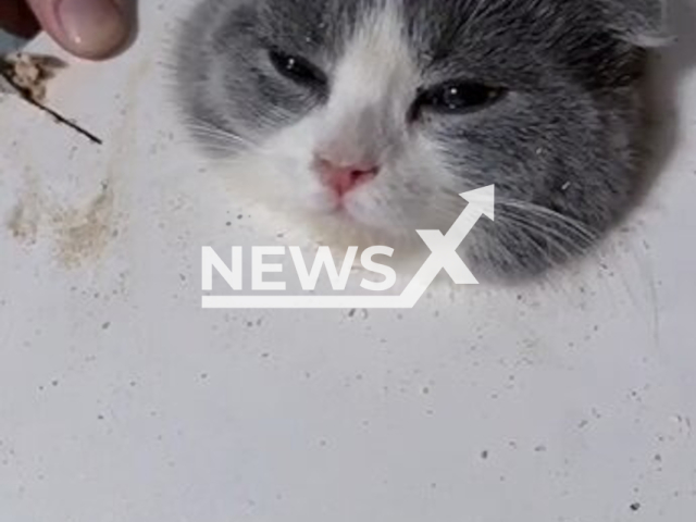 Man tries to release the kitten that has its head stuck in a computer desk hole in Linyi city, Shandong province in China, in undated footage. The family used a saw to cut the desk and it took them an hour to free the kitten. Note: Picture is a screenshot from a video (katoumg/AsiaWire)