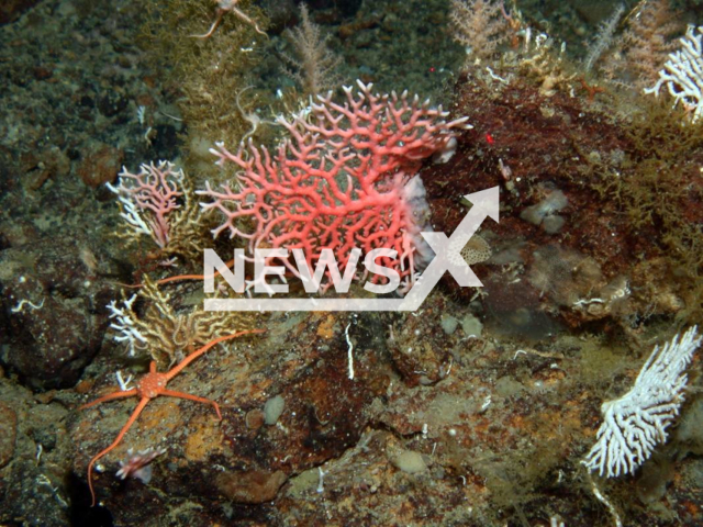 Image shows a coral in an undated photo. Scientists from the Alfred Wegener Institute in the German city of Bremerhaven discovered that corals can protect themselves from harmful oxygen concentrations by influencing the flow conditions on Tuesday, Aug. 23, 2022. Note: Licensed content. (Julian Gutt, Alfred-Wegener-Institut/Newsflash)