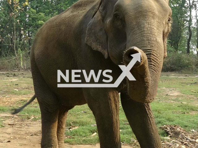 Image shows an Asian elephant in Nepal an undated photo. A University of Vienna study published on Tuesday, Aug. 23, 2022, showed that the elephant's long trunk is not only used for sniffing, but also for vocalization. Note: Licensed content. (Veronika Beeck/Newsflash)