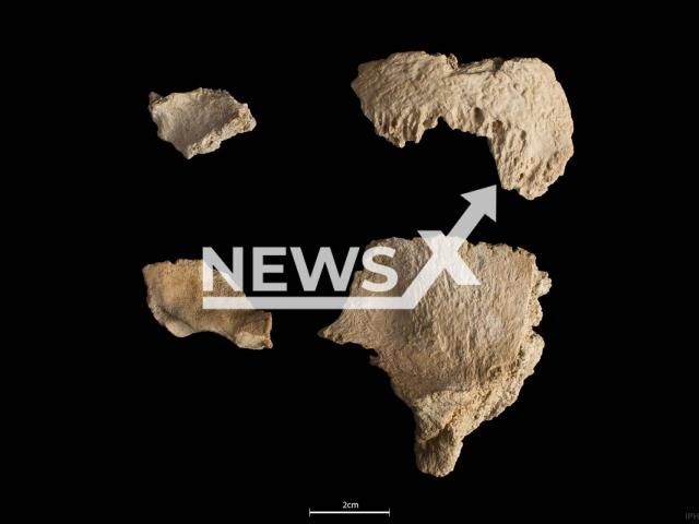 The partial remains of a Neanderthal skull, undated. They were discovered at the Abric Romani site in Capellades, Spain. Note: Licensed photo. (IPHES-CERCA/Newsflash)