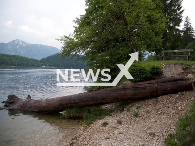 The tree  weighing around 6 tons, being recovered from the lake, undated. An approximately 1,400-year-old silver fir was recovered from Lake Altaussee, Austria as part of a research project.

Note: Licensed photo.  (OBf-Archiv, Thomas Kranabitl/Newsflash)