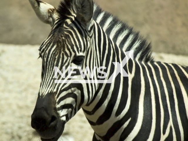 Picture shows Puga - the zebra that lived in the San Juan de Aragón Zoo, Mexico, undated. It died due to an injury suffered when gored  by an antelope with whom it shared its habitat. Note: Image from government. (SEDEMA/Newsflash)