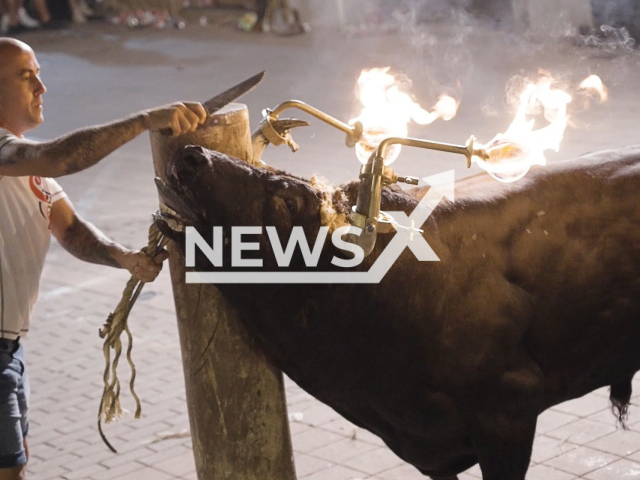 Picture shows a man with a knife next to a bull with his horns on fire tied to a pole, in Museros, Spain, undated.  Spanish political party PACMA  denounced the bull fighting event where this occurred as animal abuse.
Note: Licensed photo.  (PACMA/Newsflash)