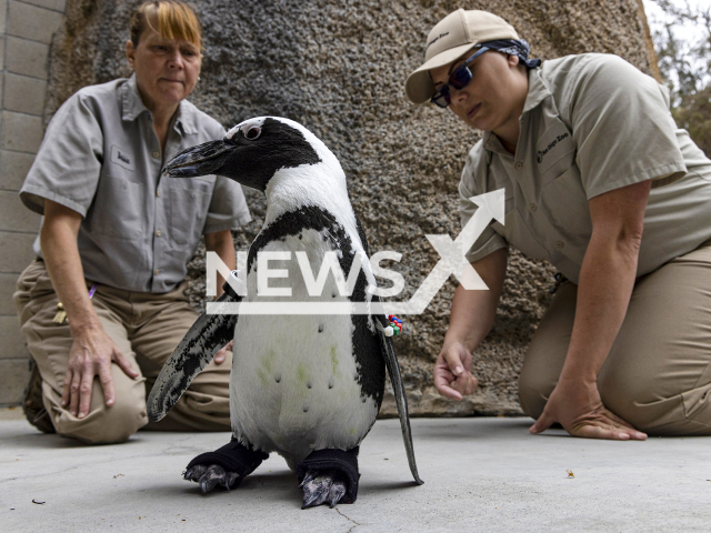 Wildlife care specialists Debbie Dention, left, and Lara Jones watch as a penguin named Lucas tests custom orthopaedic footwear at the San Diego Zoo in San Diego, U. S., undated photo. A member of the San Diego Zoo’s African penguin colony has been fitted with orthopaedic footwear to help it deal with a degenerative foot condition. Note: Photo from San Diego Zoo (Ken Bohn, 2022 © San Diego Zoo Wildlife Alliance/CEN)