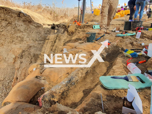 Photo shows a half-a-million-year-old elephant tusk, undated photo. It was unearthed in the southern coastal plain of Israel. Note: Licensed photo (Yoli Schwartz, Israel Antiquities Authority/Newsflash)