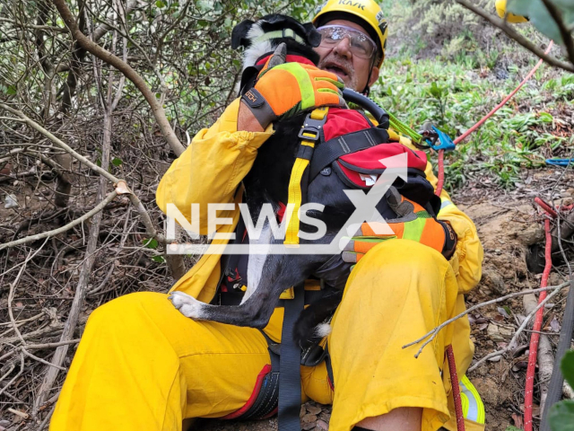 Rescuer transporting the dog trough the brush  during the rescue operation in San Diego, California, USA, on Monday, Aug. 29, 2022.
Hobo, 8,  a deaf Australian shepherd, fell 100 feet (30 meters)  down a ravine.  Note: Photo is a screenshot from San Diego Humane Society. (San Diego Humane Society/Newsflash)