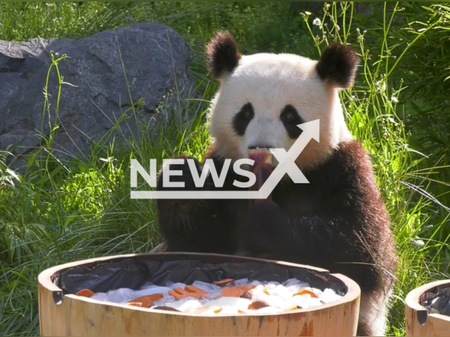 The third birthday of pandas Pit and Paule at Zoo Berlin in Berlin, Germany. Note: Photo is a screenshot from the video (Berlin Zoological Gardens/Newsflash)