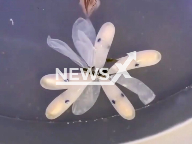 Octopus eggs hatching in 2018, in Virginia, located in the Mid-Atlantic and Southeastern regions of the United State. Note: this picture is a screenshot from the video. (@vaaquarium/Newsflash)