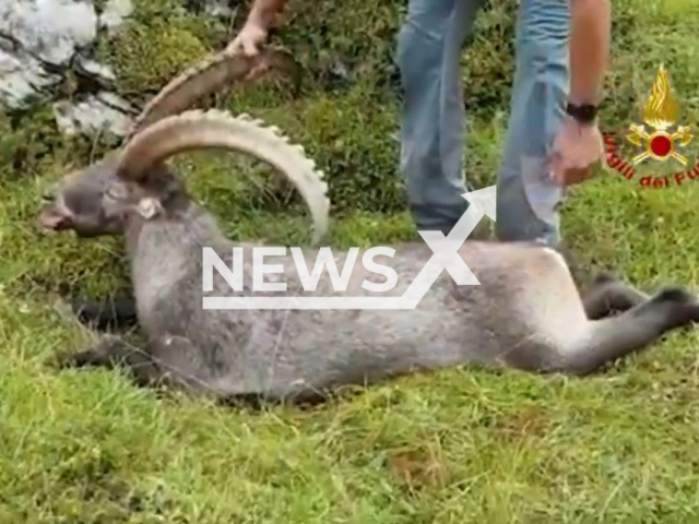 Veterinarian accompanied by firefighters attempts to save an ibex's life after it swallowed a can of tuna, in the Dolomites, in Italy, on Sunday, Aug. 28, 2022. The ibex was found dead by a provincial guard from Belluno and a veterinarian at Lake Sorapis. Note: Picture is a screenshot from a video (Vigil del Fuoco/Newsflash)