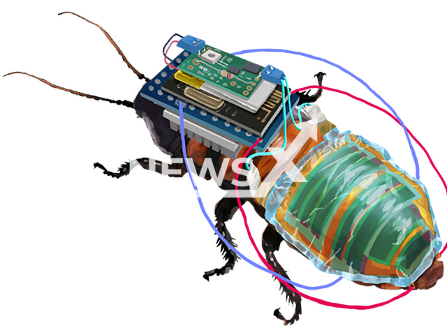 Image shows the Robobug: a rechargeable, remote-controllable cyborg cockroach in an undated photo. The achievement was reported in the scientific journal npj Flexible Electronics on Monday, Sep. 5, 2022. Note: Licensed content. (RIKEN/Newsflash)