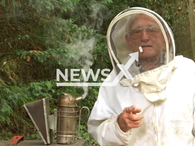 Picture shows the beekeeper Heinz Hoffmann, 90, undated. He lets himself be stung by bees in Frankfurt, Germany. Note: Image is a screenshot from news media video. (Newsflash)