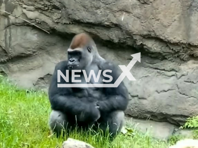 Silverback gorilla, Shana, beats its chest to send a message in undated footage. Gorillas are very social animals, who live together in groups. Note: Picture is a screenshot from video (@jqcoyote/Newsflash)