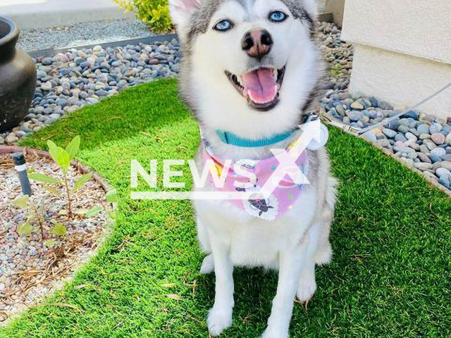 Sheena Shah and Sunit Shah's energetic pomsky, Sapphie, poses for a photo in an undated picture. Sapphie's breed is half pomeranian and half husky. Note: We have obtained permission for this photo (@sapphie_the_pomsky/Newsflash)