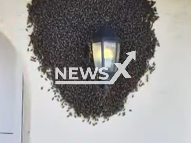 Huge swarm of bees gather around at family's porch, on Tuesday, Sept. 6, 2022, in Cape Coral, Florida. Typically, swarms only stay in one place for a few hours or maybe a day, but some swarms may remain for several days. Note: Picture is a screenshot from a video (Newsflash)