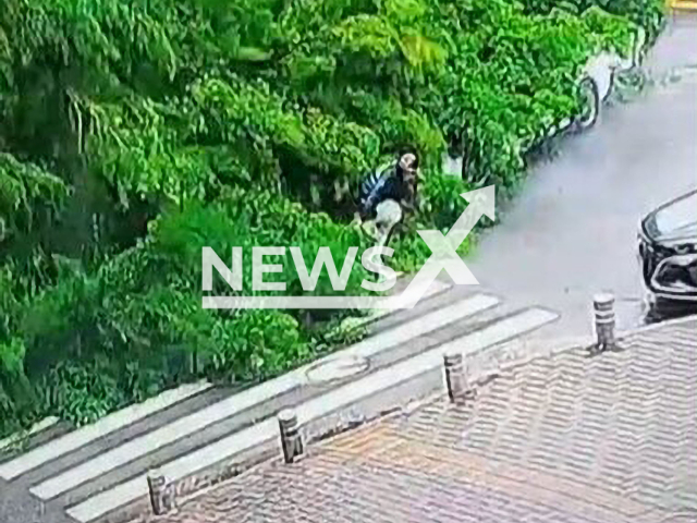 A woman survives a falling tree in Shenzhen city, Guangdong province, China, on Friday, Aug. 12, 2022. The woman was passing under the tree by bicycle. Note: Picture is a screenshot from a video (1638387804/AsiaWire)