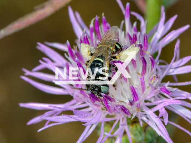 Image shows rare steppe-bee Camptopoeum frontale in an undated photo. The Natural History Museum of Vienna in Austria reported on a rare wild bee species site Breitenlee on Monday, Sep. 5, 2022. Note: Licensed content. (Sylvia Wanzenbock/Newsflash)