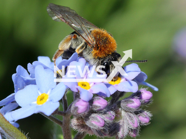 Image shows an Andrena genus bee, undated. The number of beekeepers in Germany has raised at around 170,000 with a total of more than 1.1 million bee colonies by September, 2022. Note: Licensed content. (Hans-Jurgen Sessner/Newsflash)