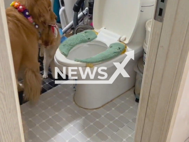 Dog carries a cat to throw it in the toilet bowl in Shenyang city, Liaoning province, China, in a screenshot of undated footage. The dog was jealous as the owner was taking a nap with the cat. Note: Picture is a screenshot from a video (dbsy1314/AsiaWire)