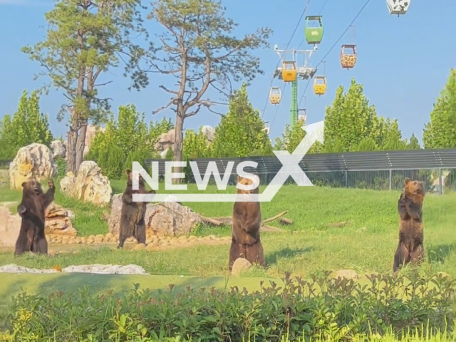 Bears wave to breeder to feed them in the Oralburg Animal Kingdom zoo, in Dezhou city, Shandong province, China, in a screenshot of undated footage. The Oralburg Animal Kingdom said that the bears were not trained to do that. Note: Picture is a screenshot from a video (266832864/AsiaWire)