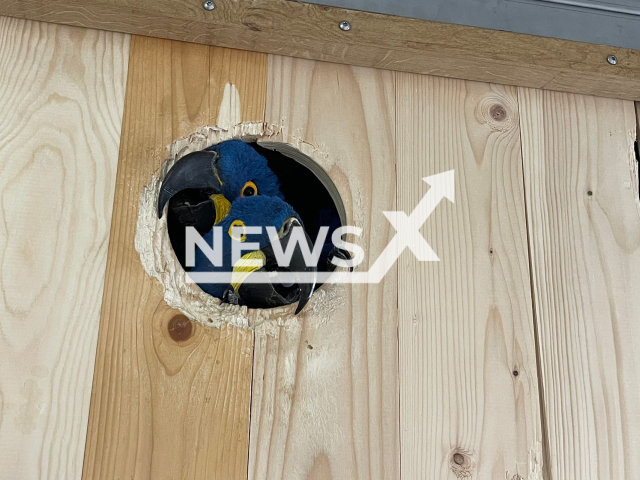 Image shows a bird pair in their nest box in the Ornis species protection center, undated. The Zurich Zoo in Switzerland achieved huge success with conservation of the Hyacinth Macaw offspring listed as 'Vulnerable' by IUCN as stated on Thursday, Sep. 8, 2022. Note: Licensed content. (Zoo Zurich, Jennifer Schwere/Newsflash)