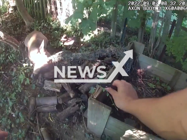 Ann Arbor Police Officer Dattolo attempts to rescue a deer, in Ann Arbor, Michigan, on Wednesday, Sept. 7, 2022. The deer was caught in netting in a resident's backyard. Note: Picture is a screenshot from a video (City of Ann Arbor - Police Department/Newsflash)