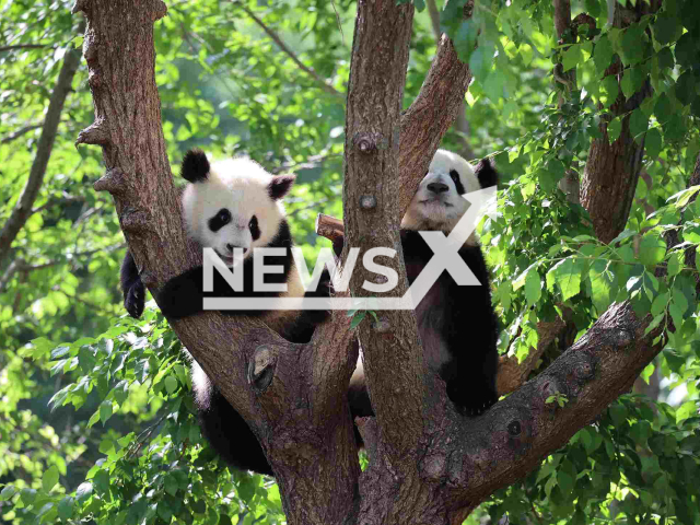 Picture shows the panda twins from the Madrid Zoo, undated photo. The pandas were born at the zoo in Madrid, Spain, on Sept. 6, 2021. Note: Photo from professional aprtner (@ZooAquariumdeMadrid/Newsflash)