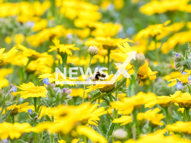 White-tailed bumblebee (Bombus_lucorum) on Chrysanthemum segetum.
Note: Licensed photo(Pieter Haringsma/Newsflash).