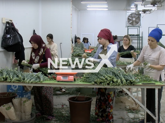 Photo shows women working hard to prepare the carnations that will be used during the mourning period and the funeral of Britain’s Queen Elizabeth II, undated photo. Demand for carnations to be used during the mourning period and the state funeral of the 96-year-old queen has skyrocketed by up to 90%, according to growers from Turkish southern Antalya and southwestern Isparta provinces. Note: Picture is a screenshot from a video (Newsflash)