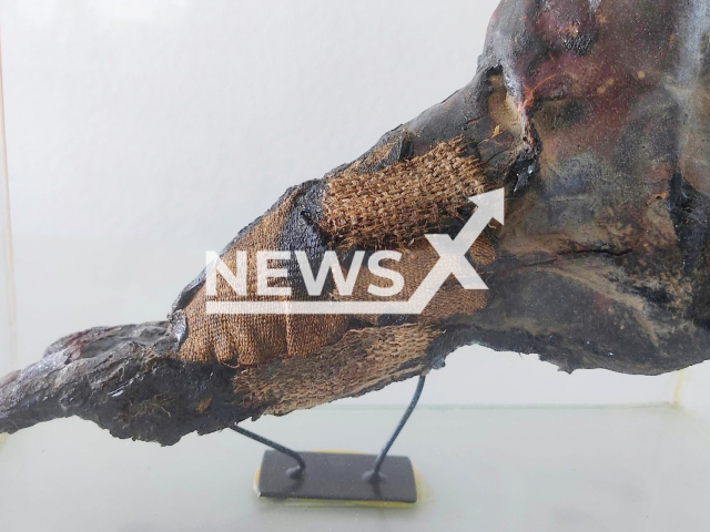 Image shows an ancient Egyptian mummy foot, undated. It was handed over handed to the Egyptian ambassador in Germany's capital Berlin on Thursday, Sep. 8, 2022. Note: Licensed content. (Polizei Krefeld/Newsflash)