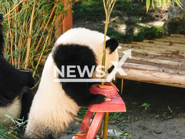 Picture shows one of the panda twins from the Madrid Zoo, undated photo. The twins celebrated their first birthday at the zoo in Madrid, Spain, on Tuesday, Sept. 6, 2022. Note: Photo is a screenshot from a video (@ZooAquariumdeMadrid/Newsflash)