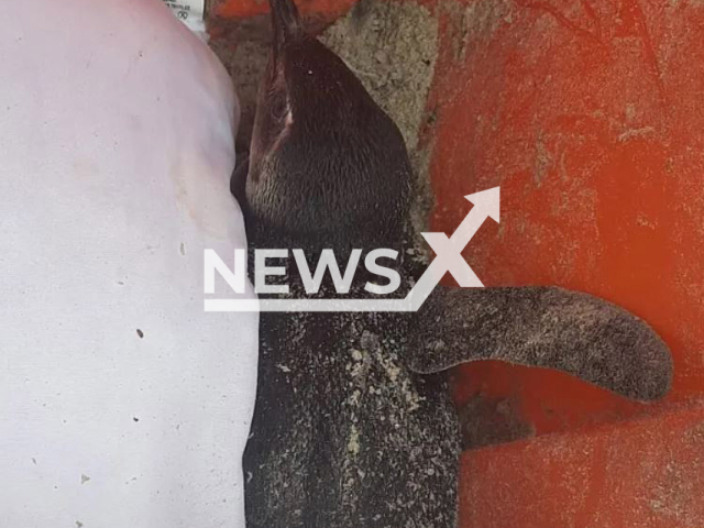 Picture shows the  penguin that was found inside a garbage dump in Cabo Frio, Brazil, on Sunday, Sept. 11, 2022.  Guarda Maritima agents believe the animal was discarded in the dumpster by someone who may have thought the penguin was dead.
Note: Private photo.  (Guarda Maritima/Newsflash)