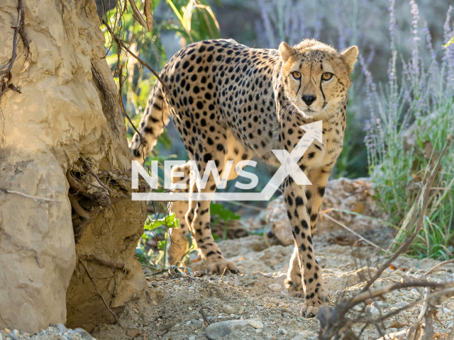 Image shows the new cheetah enclosure, undated photo. The Tiergarten Schonbrunn Zoo from Vienna, Austria, upgraded the cheetah facility in September, 2022. Note: Licensed photo. (Daniel Zupanc/Newsflash)