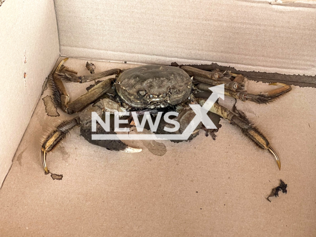 Image shows the giant Chinese mitten crab in undated footage. The crab was crossing the street when he was run over by a surprised driver in the city of Stadthagen, Lower Saxony, Germany on Sunday, Sept. 11, 2022. Note: Licensed content. (Polizeiinspektion Nienburg, Schaumburg/Newsflash)