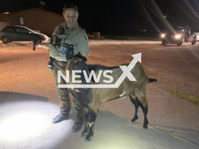 A Maricopa County Sheriff's Office deputy poses with Billy, a goat, in Tonopah, Arizona, USA, undated. The goat  caused damage to property, before chasing a resident around a car, and urinating on police after he was apprehended.  Note: Police photo. (@mcsoaz/Newsflash)