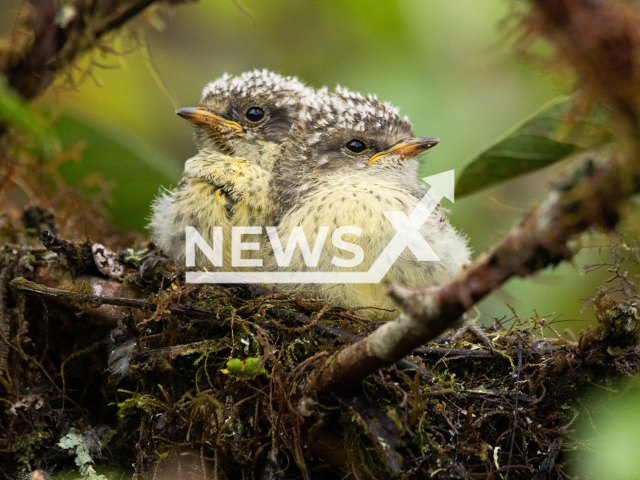 Picture shows two Little Vermilion Flycatcher (Pyrocephalus nanus) chicks, on the Galapagos Islands, Ecuador, undated. Scientists from the Charles Darwin Foundation have reported seven Little Vermilion Flycatcher chicks successfully fledged this year. Note: Licensed photo. (Charles Darwin Foundation/Newsflash)