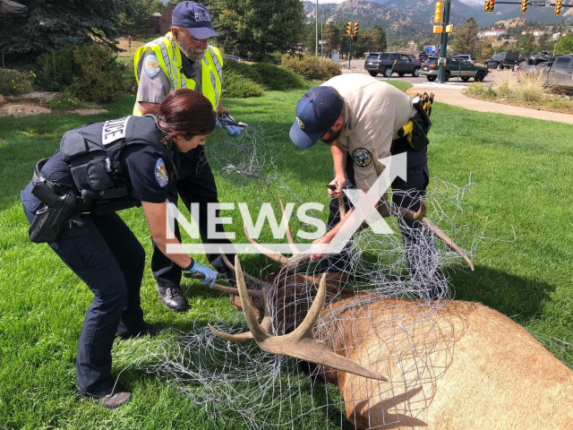 Wildlife Officers remove fencing stuck in a bull elk’s antlers in Estes Park, Colorado, USA, on Tuesday, Sept. 13, 2022.   After a local resident reported seeing the bull elk on the highway, police stopped traffic, moved and tranquilized the animal and removed the fencing.
 
Note: Licensed photo.  (@COParksWildlife/Newsflash)